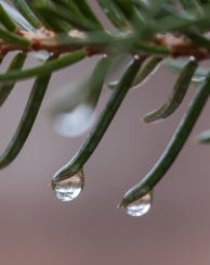 Rain drops poised at the tip of spruce needles. If you look closely at the left drop, you can see another spruce tree reflected.