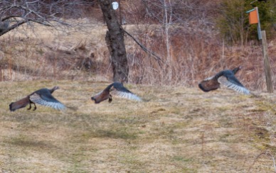 A trio of turkeys take flight up along Shaker Mountain Road.