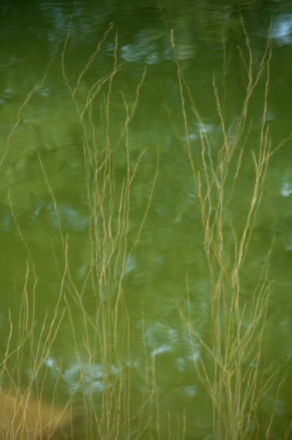 Just-budding willow branches reflected in the pond yesterday afternoon.