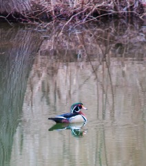 A lovely wood duck drake patrols the pond yesterday morning.
