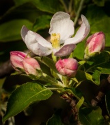 Apple blossoms popping on the backyard tree by Fargo Brook.