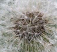 A dandelion seed head takes on geometric qualities when viewed up close.