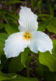 Large-flowered trillium blooming in Monkton.