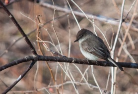 A phoebe perched on the buckeye out back. These busy little birds are one of my favorite spring harbingers.