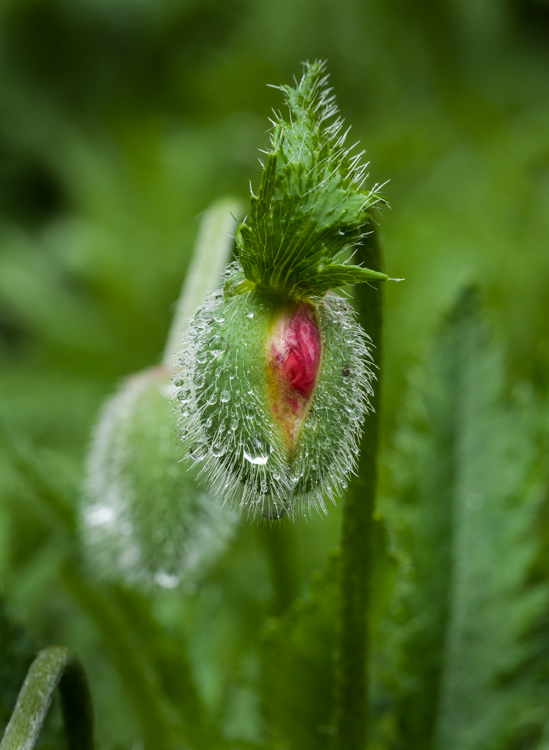 A poppy bud just about to burst in our back garden.