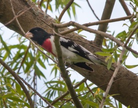 A rose breasted grosbeak perched high in a willow along Fargo Brook.