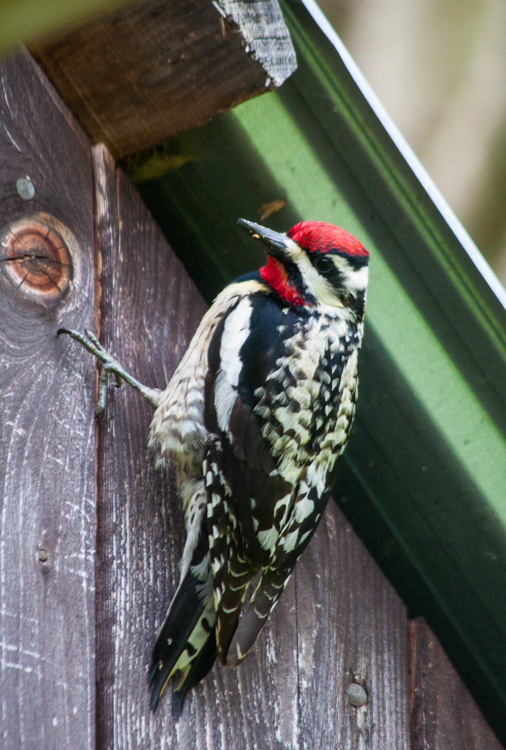 A yellow bellied sapsucker finds a loud place to peck!