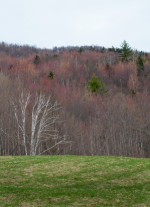 The subtle colors of spring up on Shaker Mountain Road.