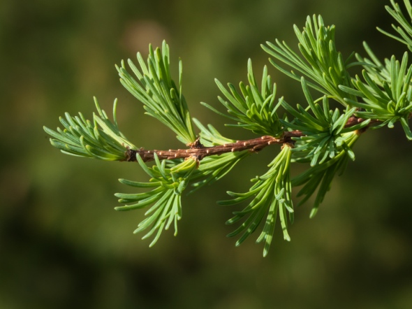 Tamarack needles budding in our front field.