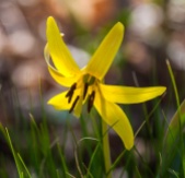 A trout lily blooming up along Taft Road.