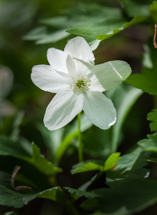 A wood anemone blooming along Fargo Brook.