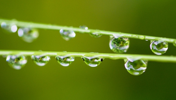 Morning raindrops cling to grass stems.
