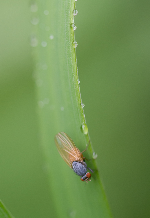 A small fly poses on a raindrop bespeckled blade of grass.