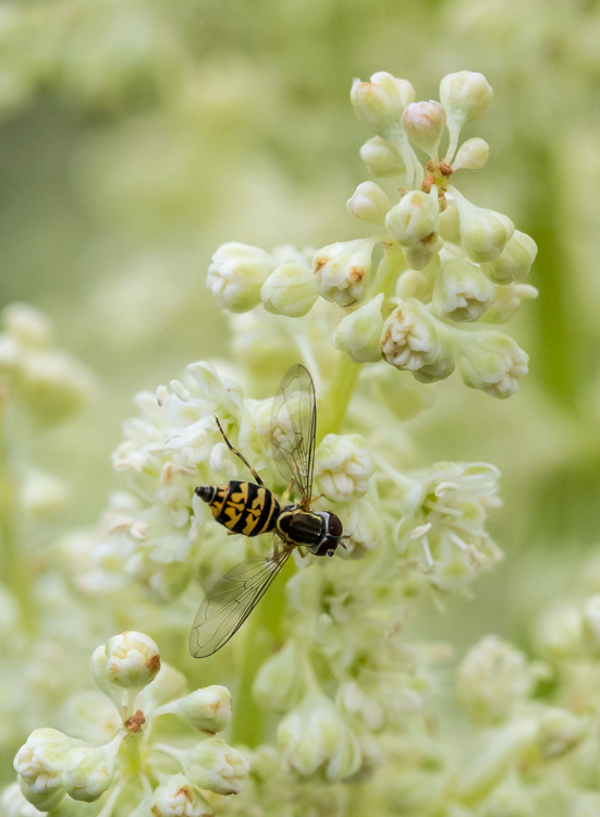 A yellow jacket fly (?) on a rhubarb blossoms in our lower veggie garden.