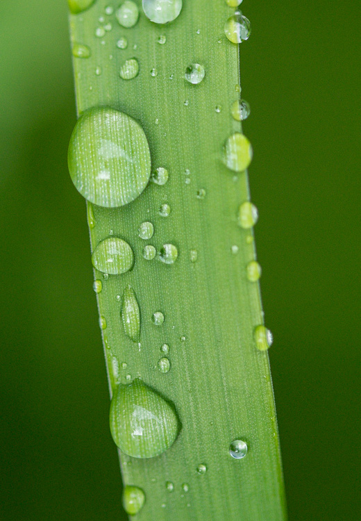 A blade of grass with beaded rain drops.