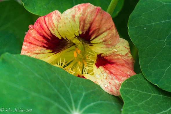 A brilliant orange and yellow nasturtium peeks out from behind its leaves.