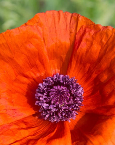 A poppy blooming in the backyard flowerbed this morning.