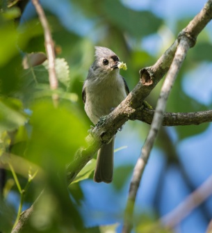 Breakfast is served! A tufted titmouse finds a tasty morsel in one of the pond-side willows.
