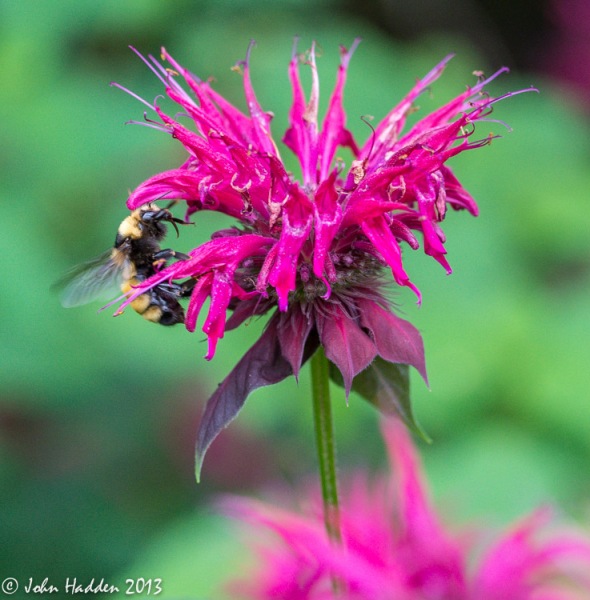 A bumble bee in bee balm by the pond