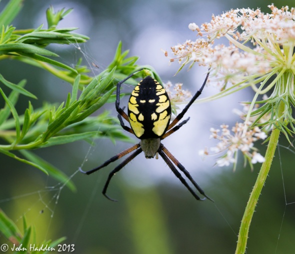 A black-and-yellow garden spider out in the front field.