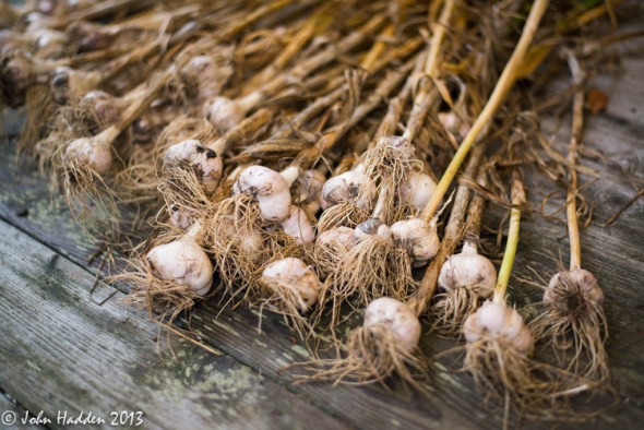 Garlic harvest!