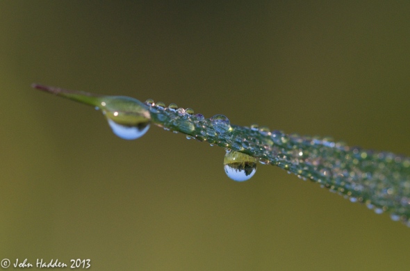 Morning dew beads on a blade of grass in our front field.