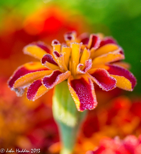 A garish dew specked marigold in one of our front patio window boxes