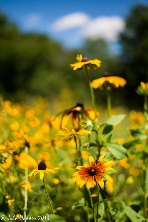 Black-eyed Susans (and a Japanese beetle) in the sun a on a perfect Vermont afternoon.