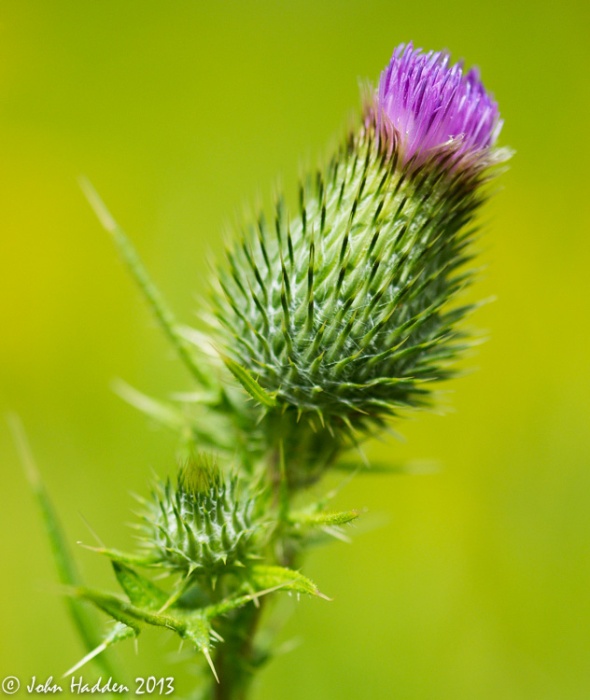 A thistle ready to burst in our front field