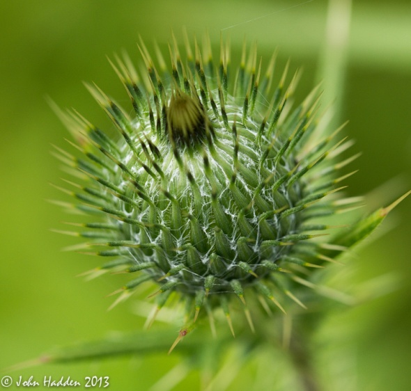 A thistle flower head not quite ready to burst...