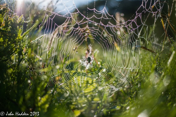 A black-and-yellow garden spider waits for breakfast in her dewy web