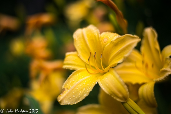 A rain-dappled day lily in our back garden
