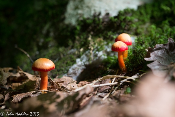 A trio of tiny orange mushrooms in the woods behind our house