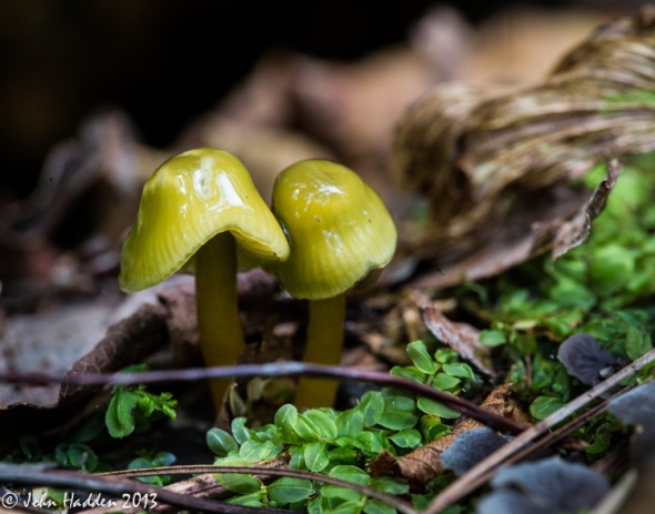Tiny mushrooms pop up through the leaf litter