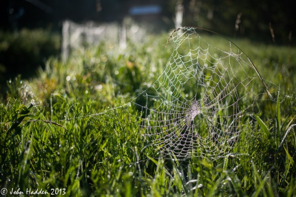 A dew soaked spider web catches morning sunlight in our front field.