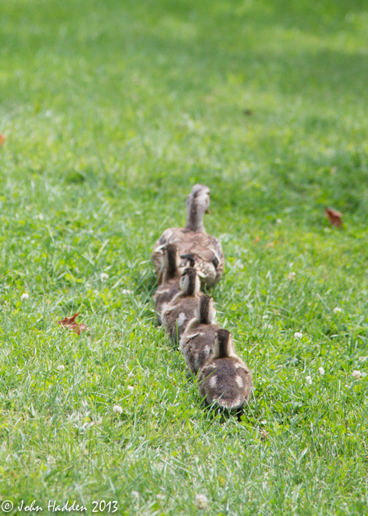 Mallard ducklings in a line behind their mother.