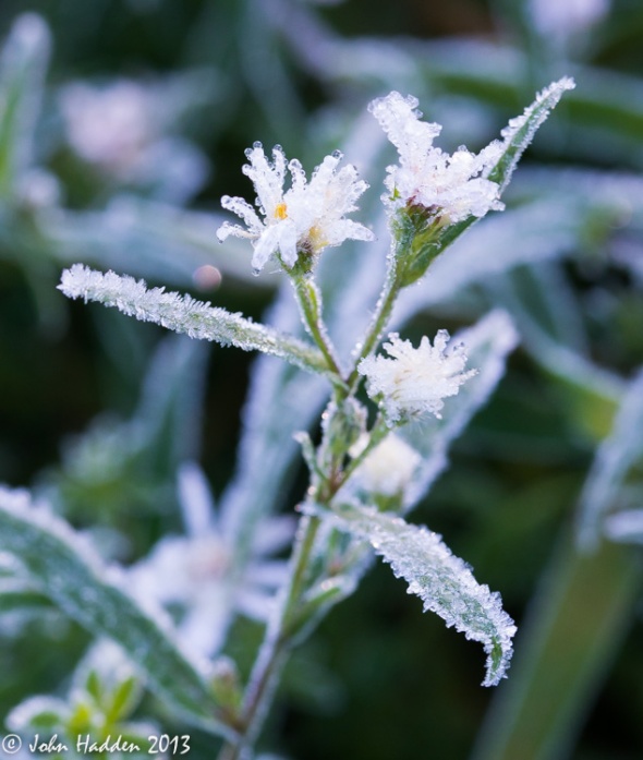 Frosted asters in our front field.