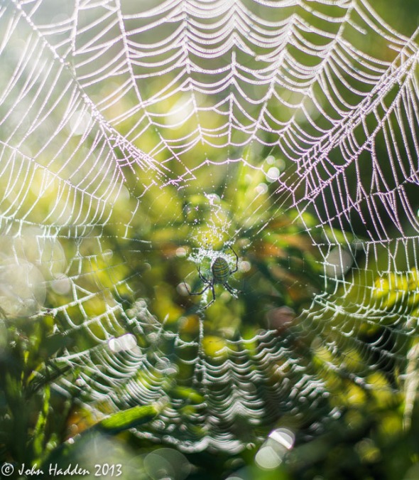 A garden spider waits patiently in her dew soaked web