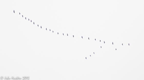 Canada Geese heading south yesterday at midday