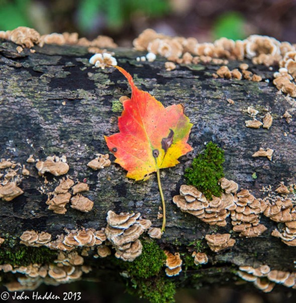 A solitary red maple leaf on a fallen log in the woods up behind our house