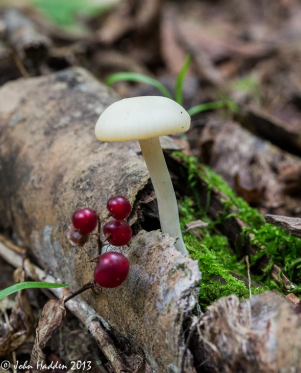 A small white mushroom and bright red Canadian Mayflower berries.