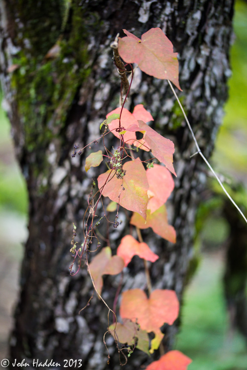 A red leafed vine against cherry bark along Fargo Brook