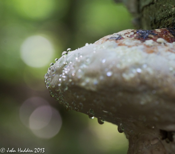 A polypore fungus appears to weep on the side of tree
