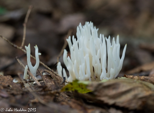 White coral fungus 