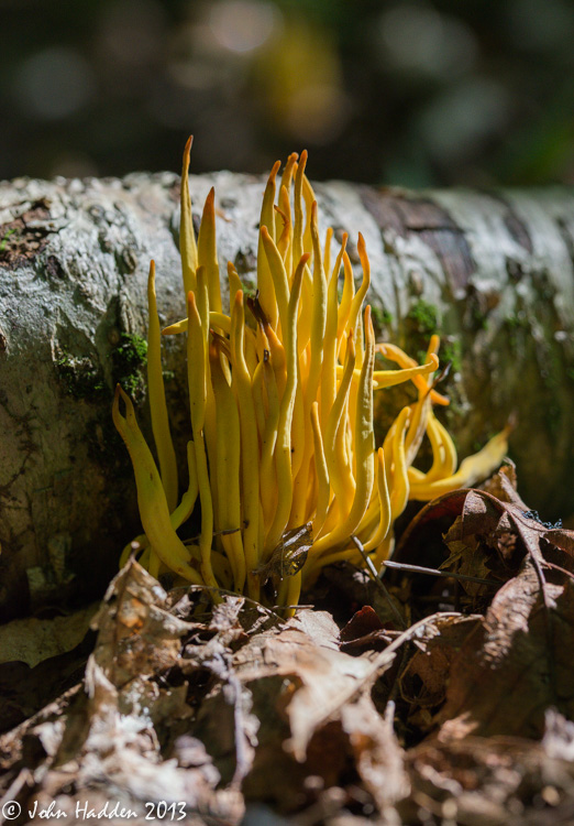 Spindle-shaped yellow coral fungi growing next to a fallen birch log.