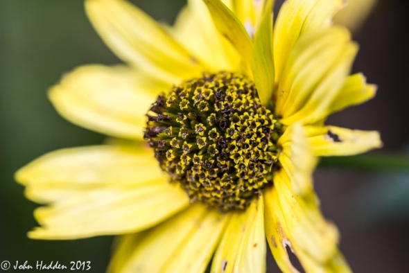 A late blooming yellow rudbeckia in our back garden