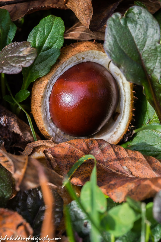 A buckeye nut lies open on the ground beneath its tree.