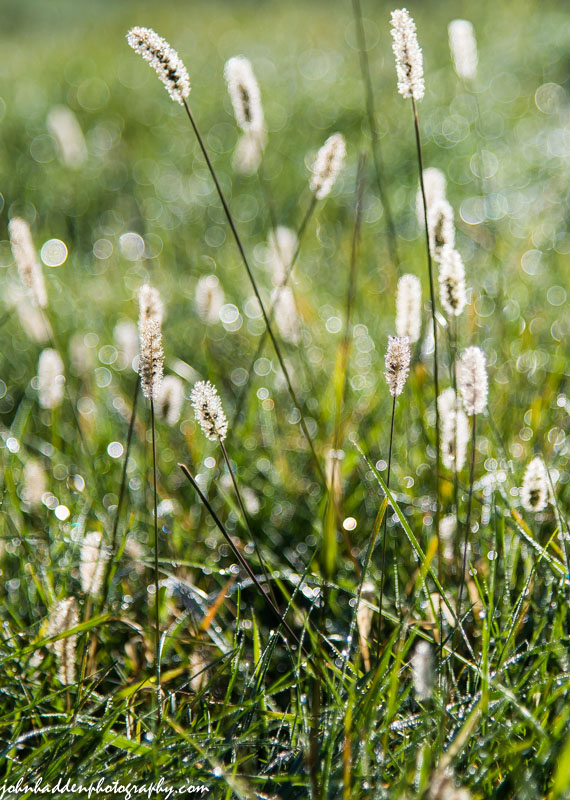 Dew soaked grasses in morning sunlight