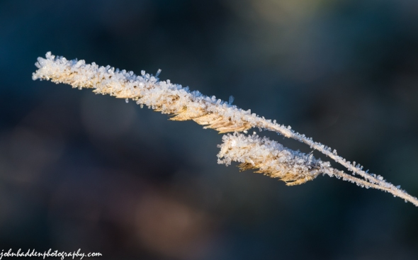 Yesterday's heavy frost bejewels a dried grass head.