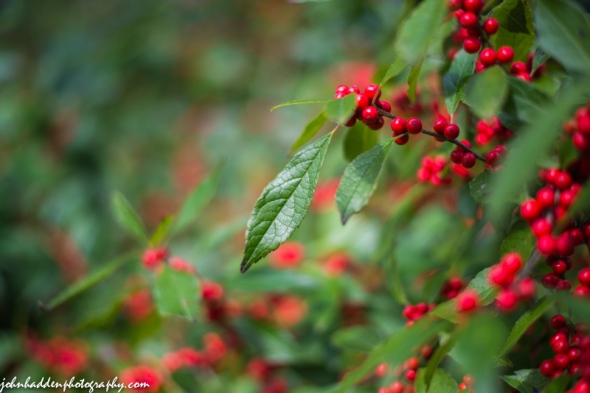 Holly berries by the pond